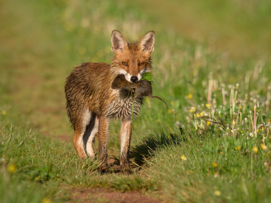 Fox