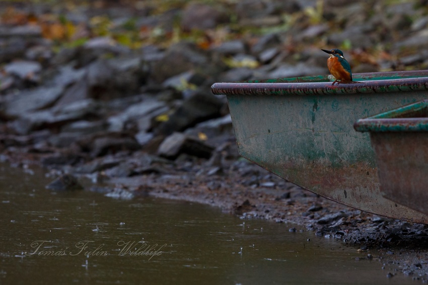 Common Kingfisher