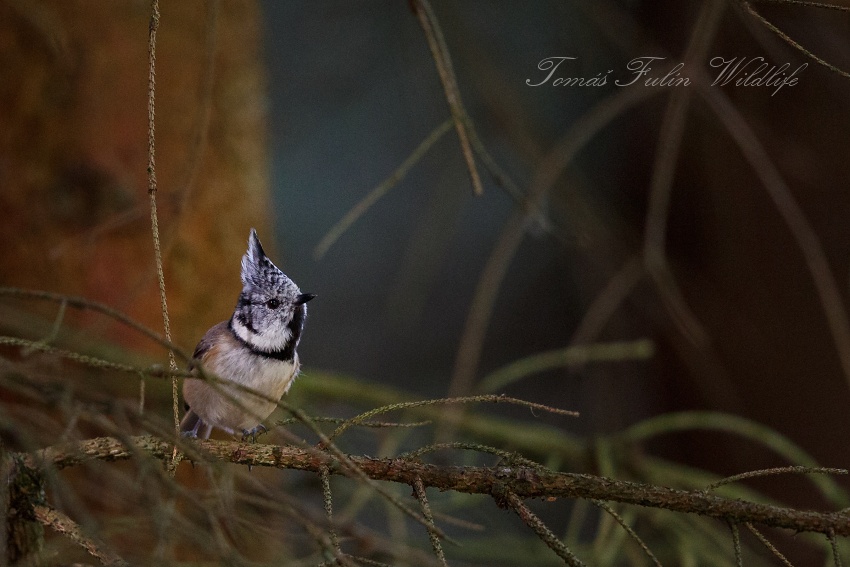 Crested Tit