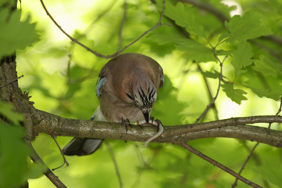 Jay 