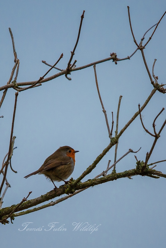 European Robin