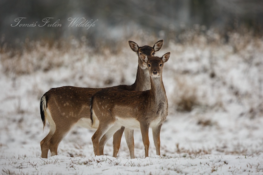 European Fallow Deer