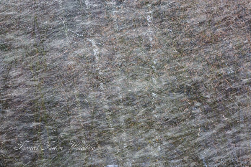 Snowstorm