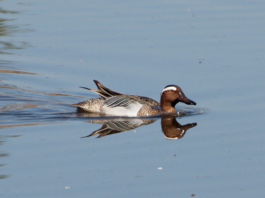 Garganey