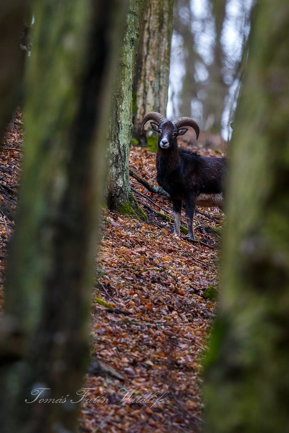 European Mouflon
