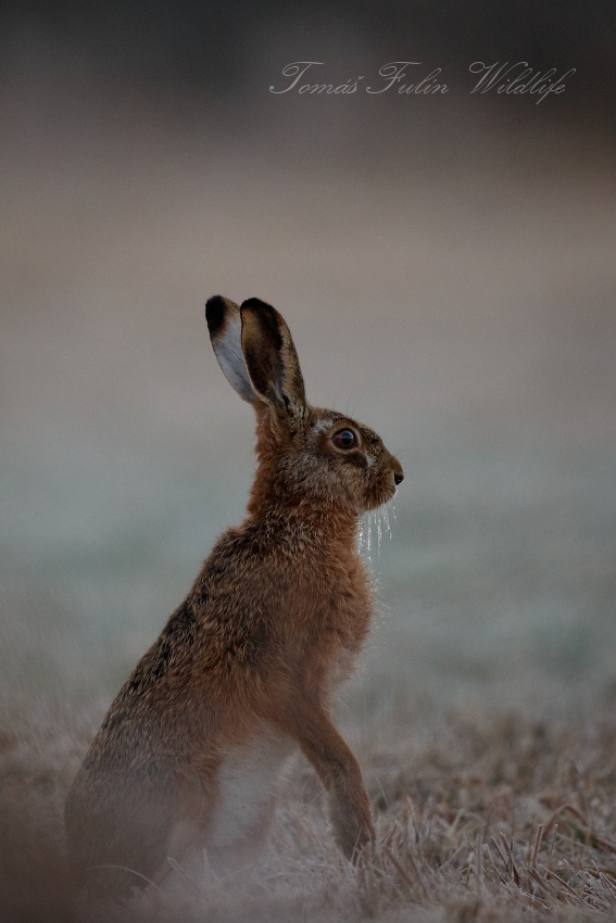 Brown Hare
