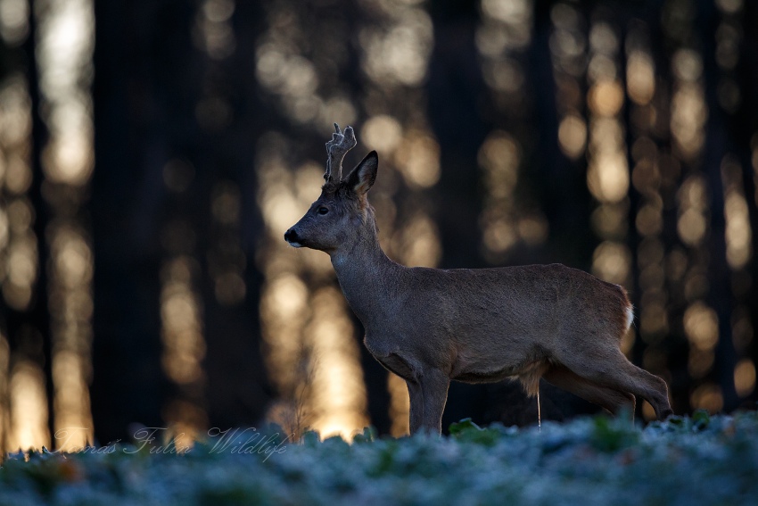 Roe deer