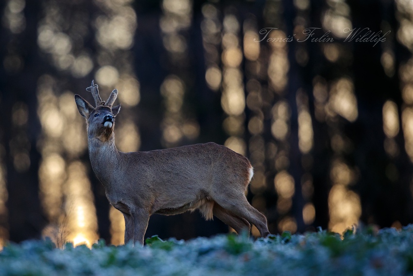 Roe deer
