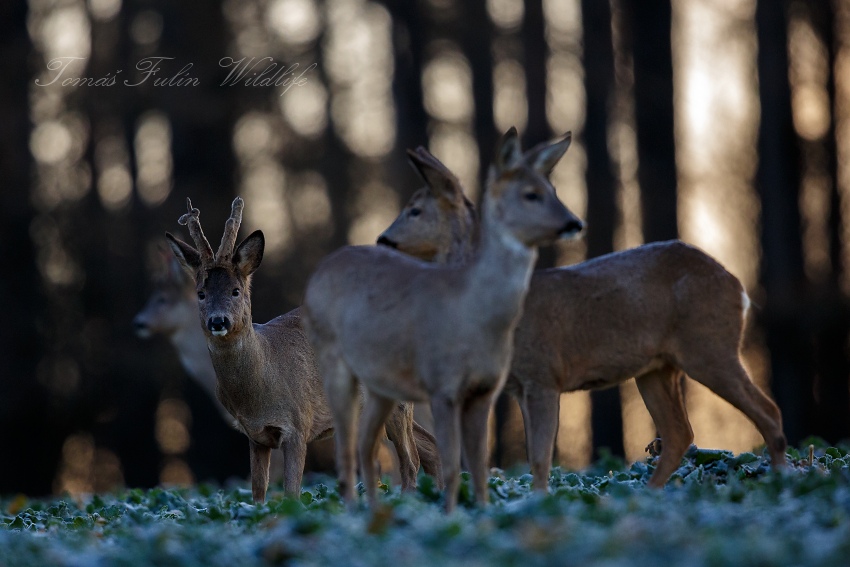 Roe deer