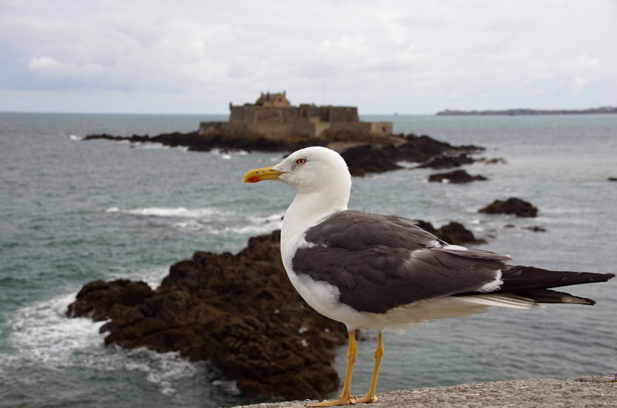 lesser black-backed gull