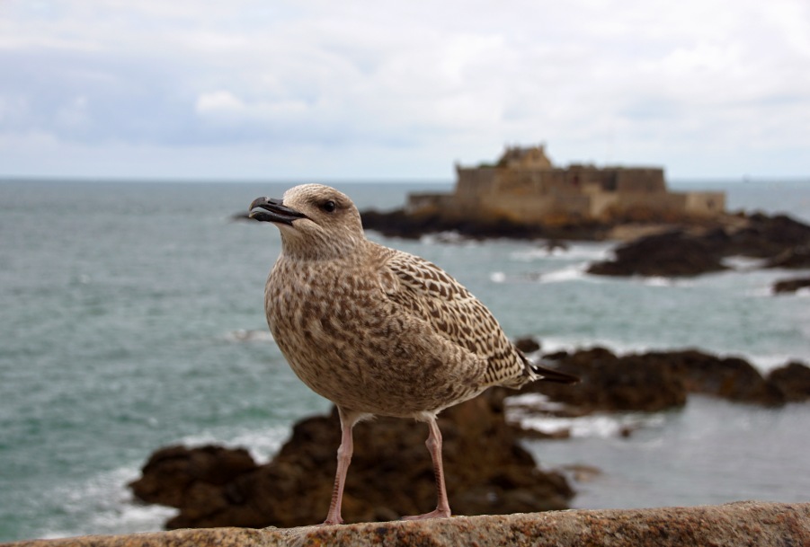 lesser black-backed gull - young bird
