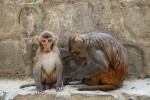 Makak rhesus