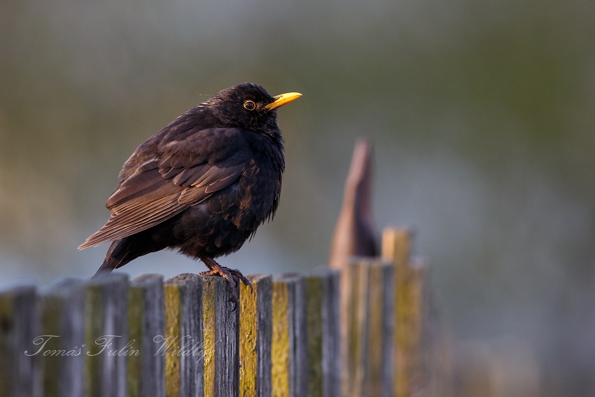 Blackbird