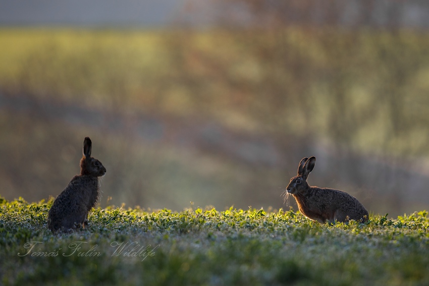 Brown Hare