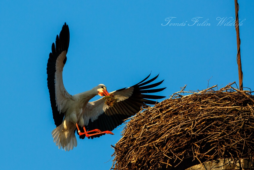 White stork