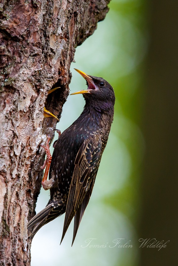 European Starling