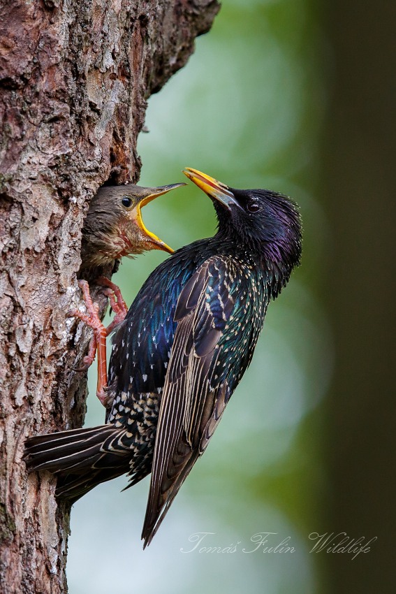 European Starling