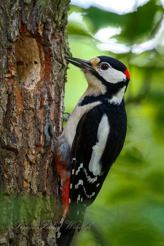 Great Spotted Woodpecker