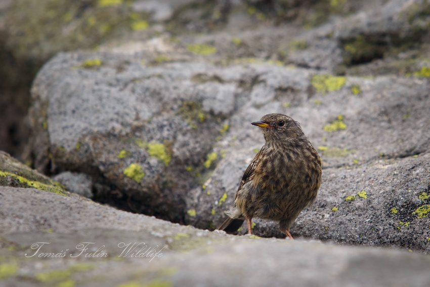 Water Pipit