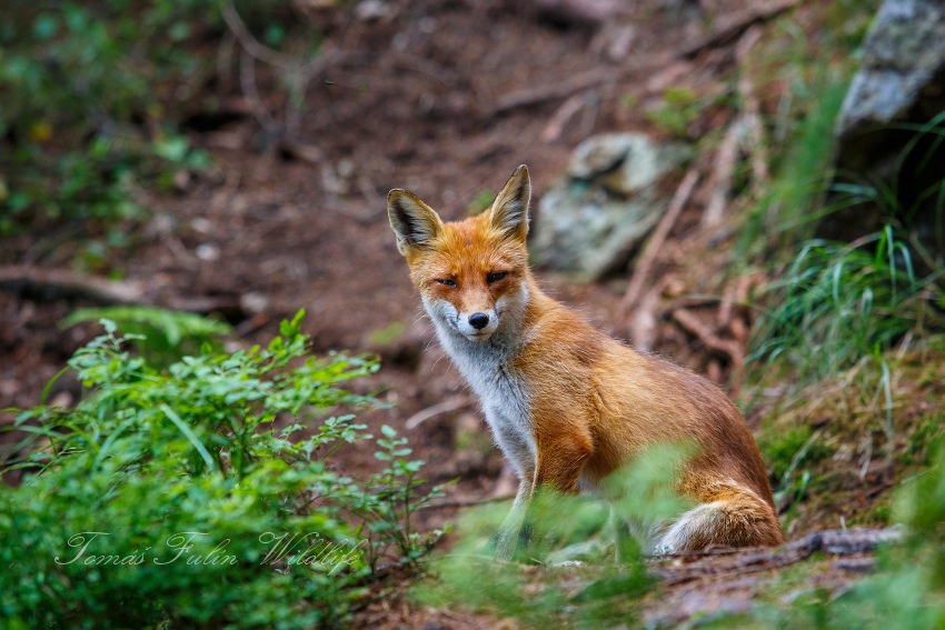 Red Fox