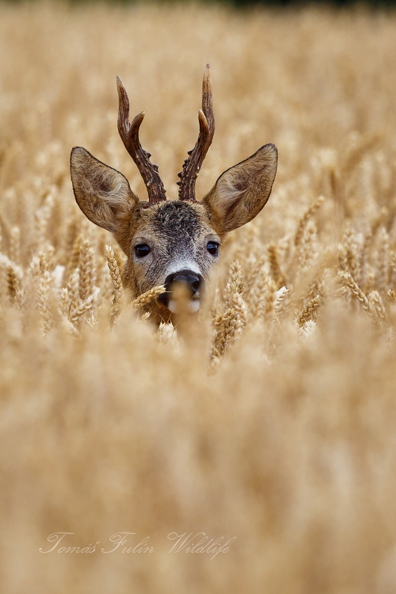 Roe deer