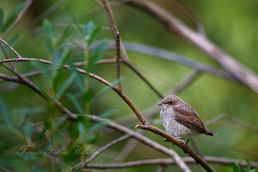 Red-backed Shrike