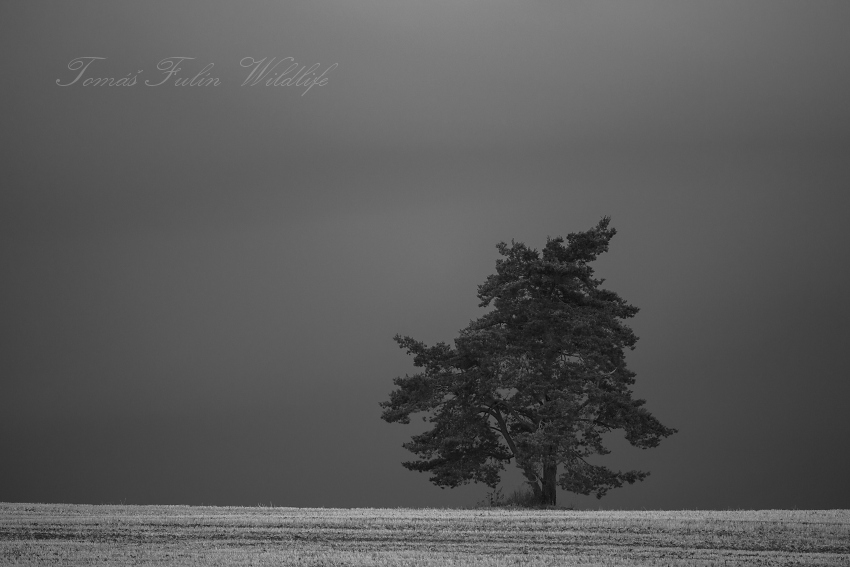 Storm