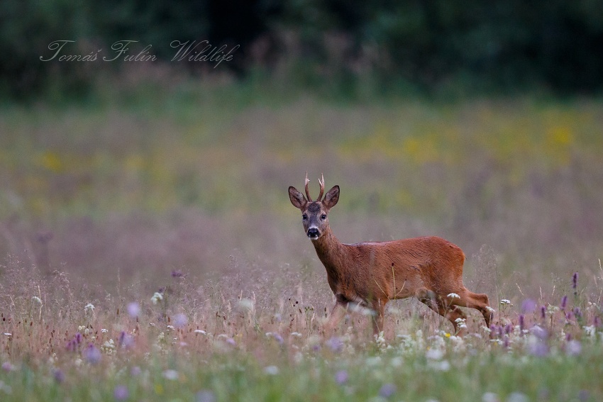 Roe deer