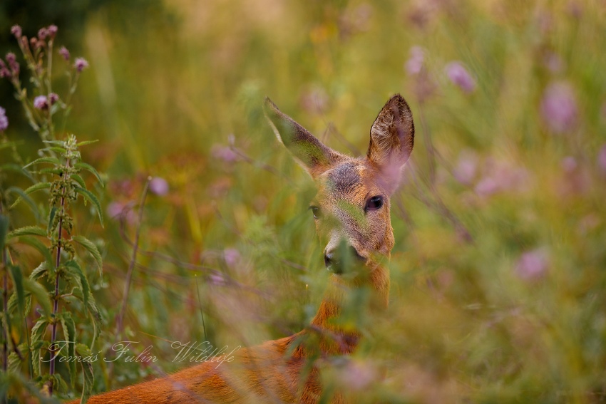 Roe deer