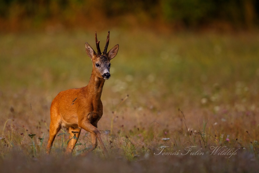 Roe deer