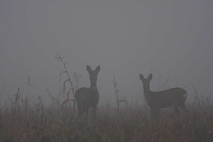 Roe Deer