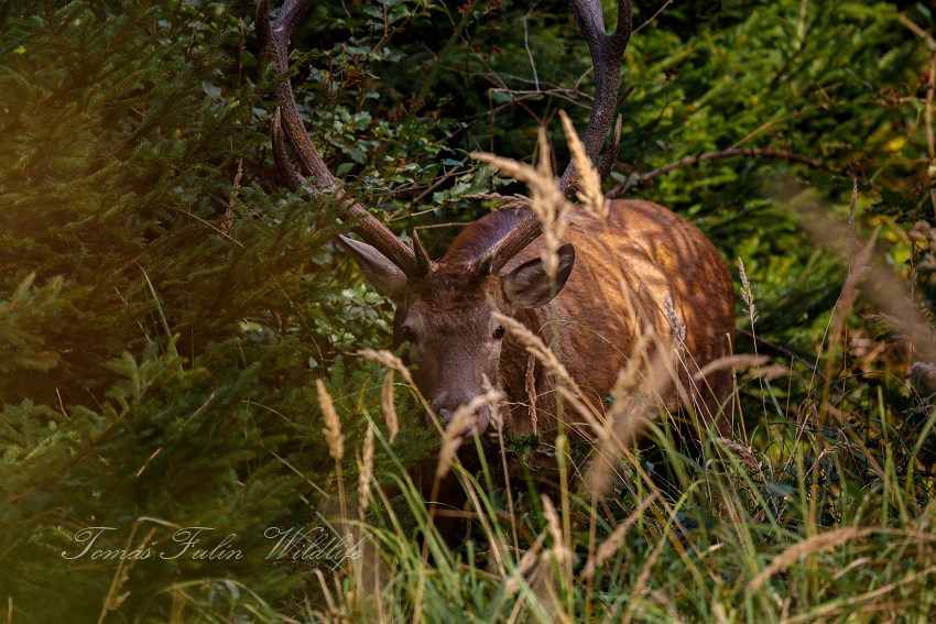 Red Deer