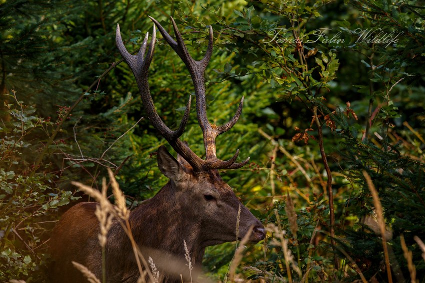 Red Deer