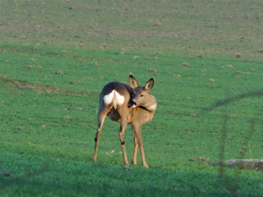 Doe