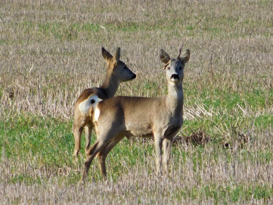 Young roe deer with doe