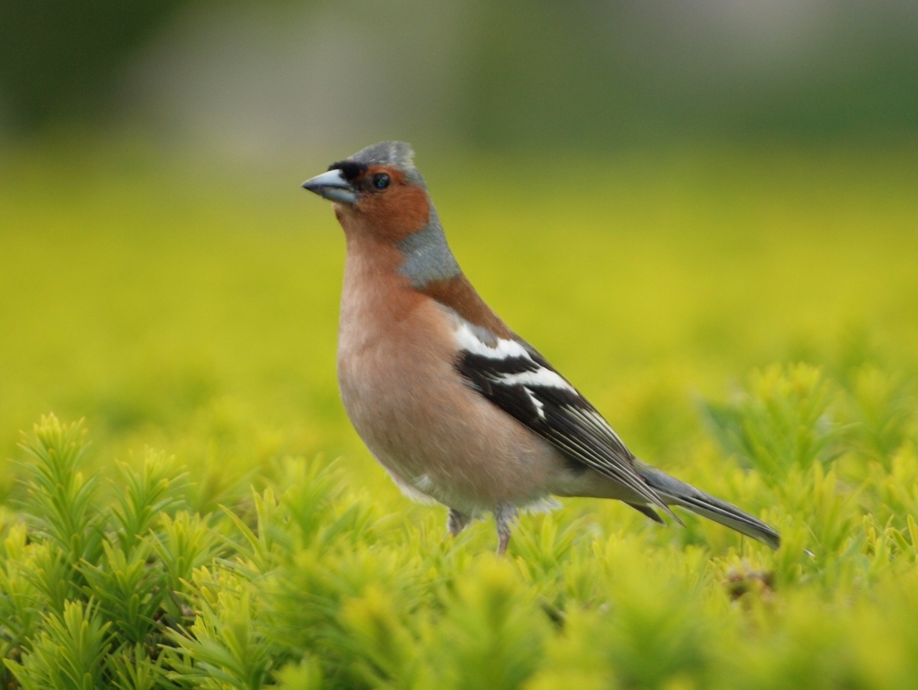 Common chaffinch