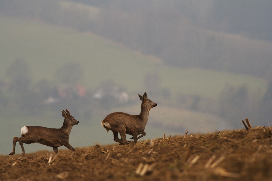 Roe Deer