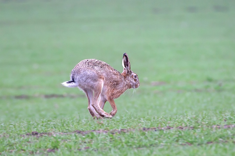Hare