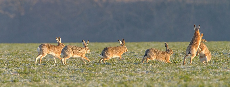 Hare