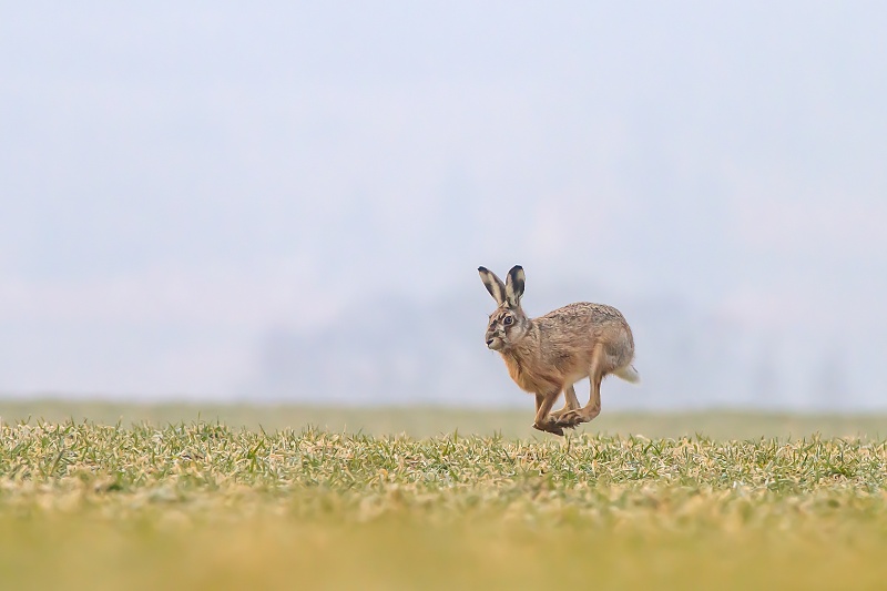 Hare