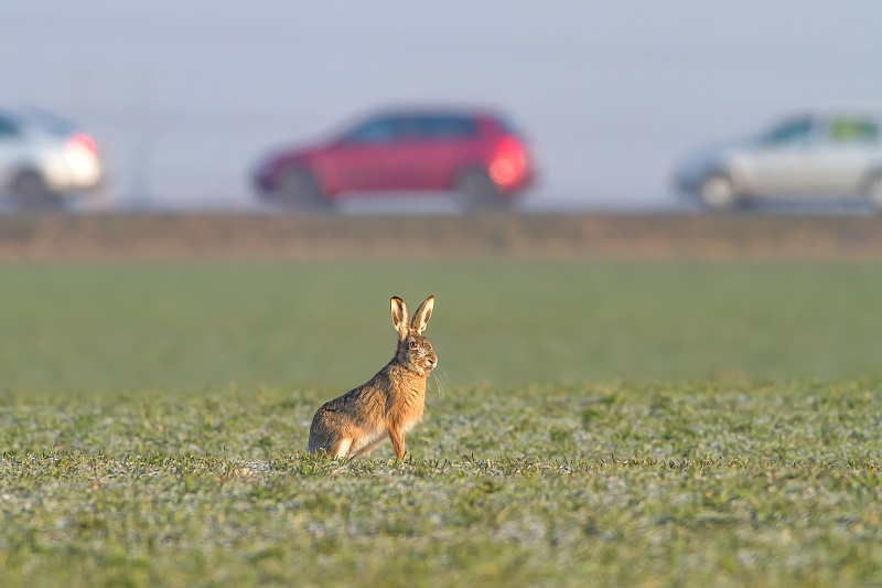 Hare