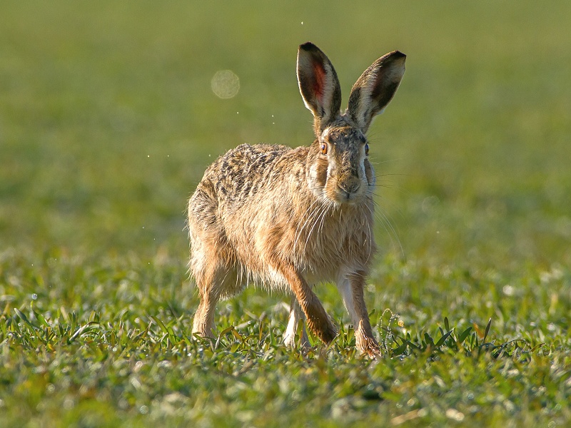 Hare