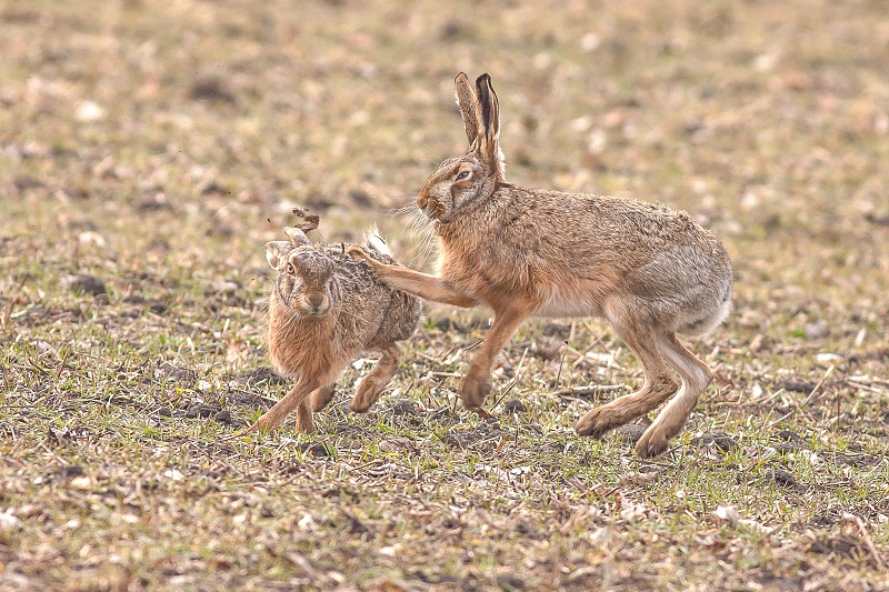 Hare