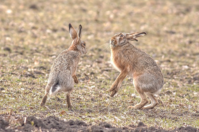 Hare