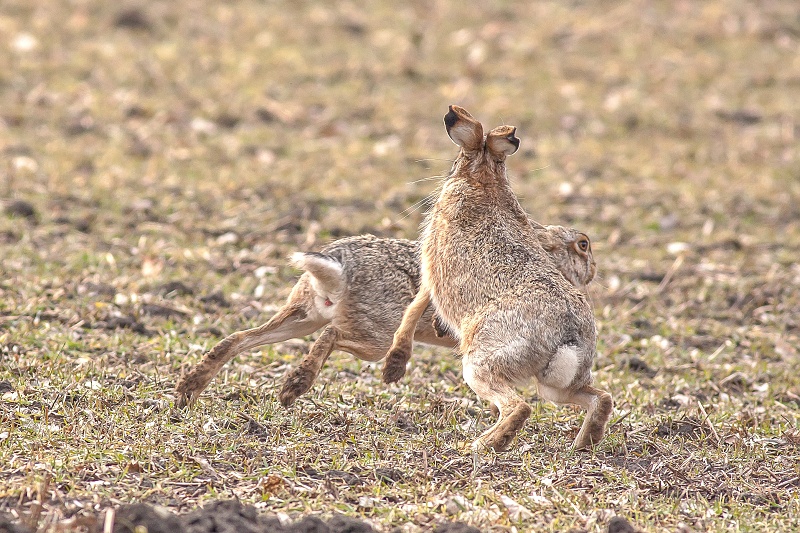 Hare