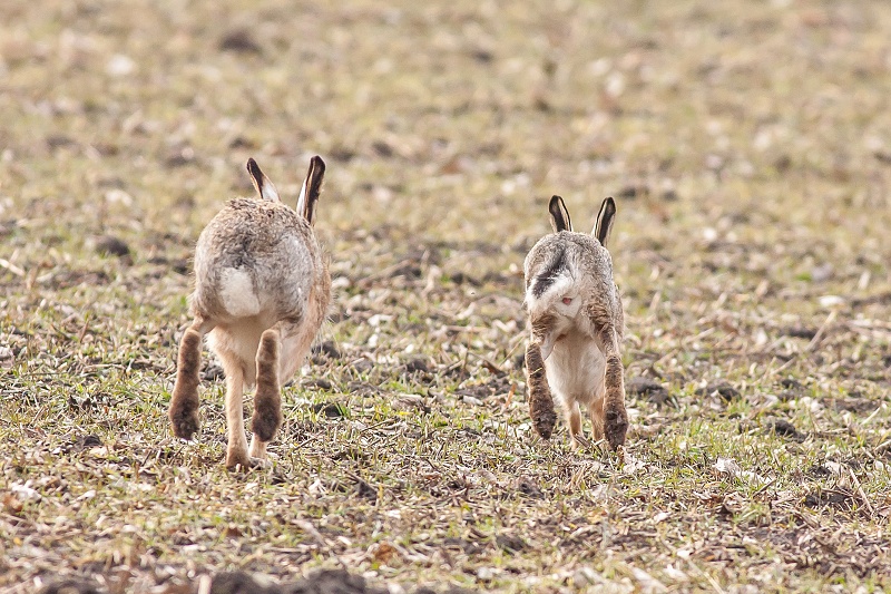 Hare