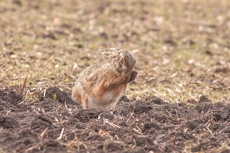 Hare