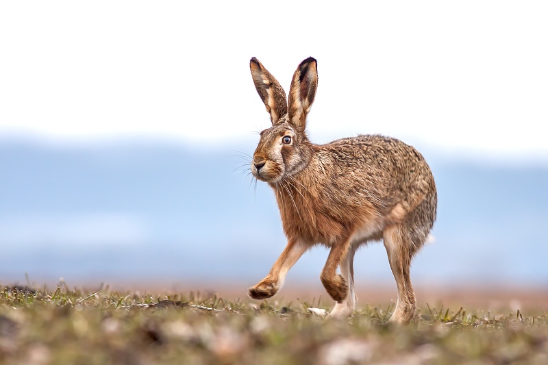 Hare