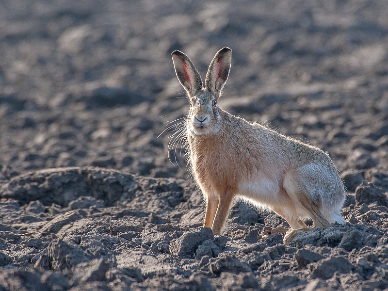 Hare