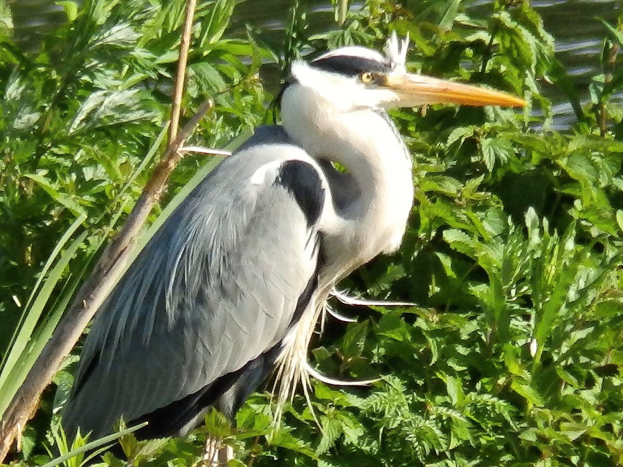 grey heron